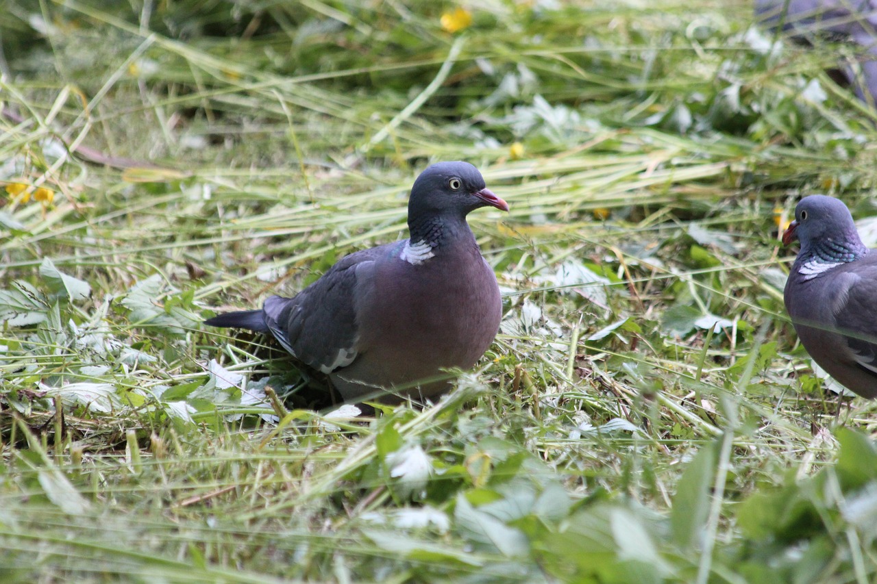 dove  wood pigeon  bird free photo