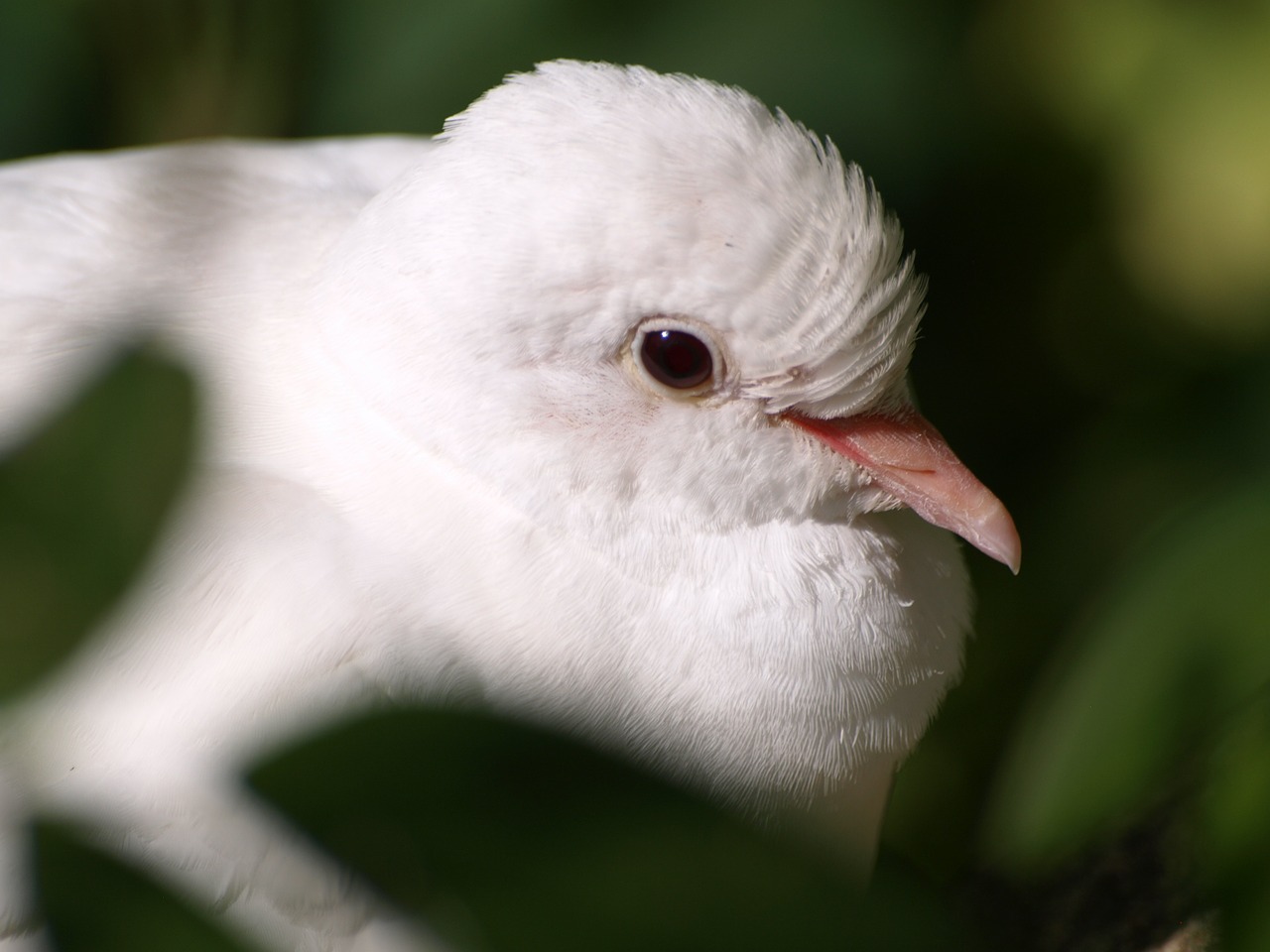 Белый голубенок