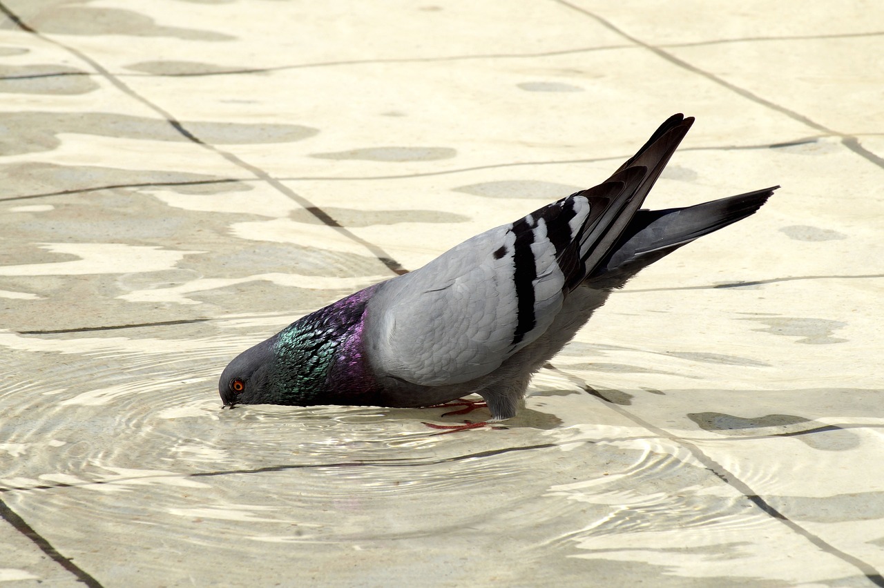 dove  cooling  drink free photo