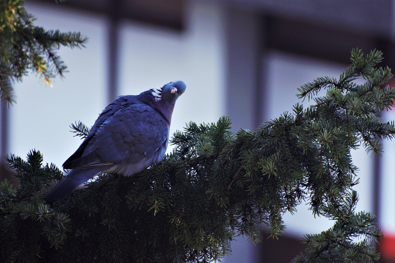 dove  bird  nature free photo