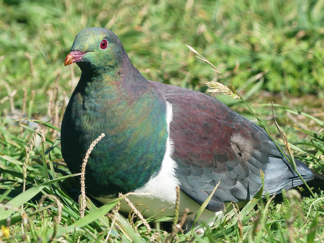 dove  bird  animal free photo