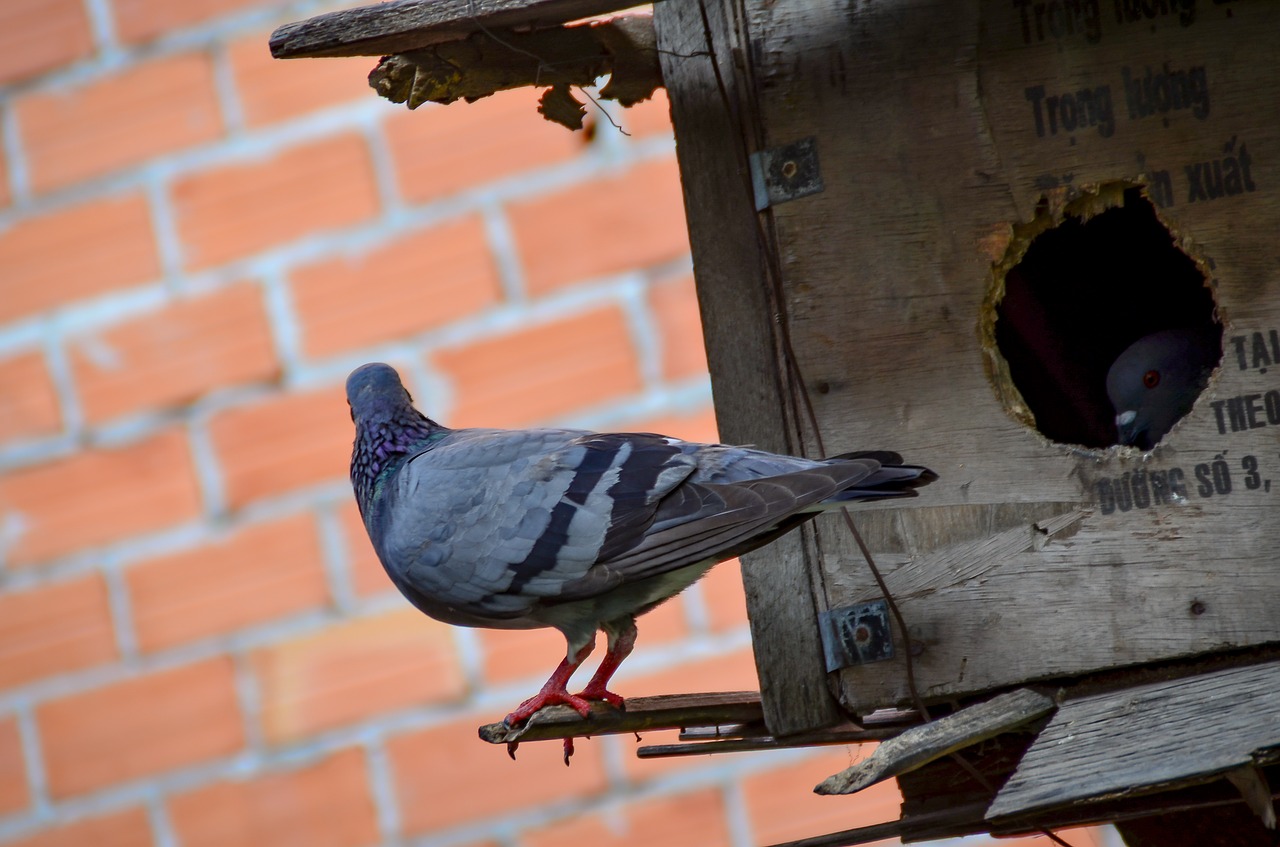 dove  animal  love free photo