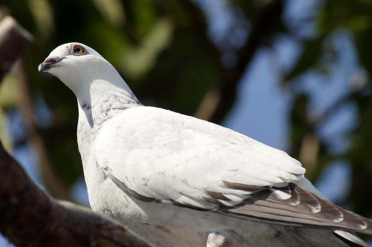 dove  bird  feather free photo