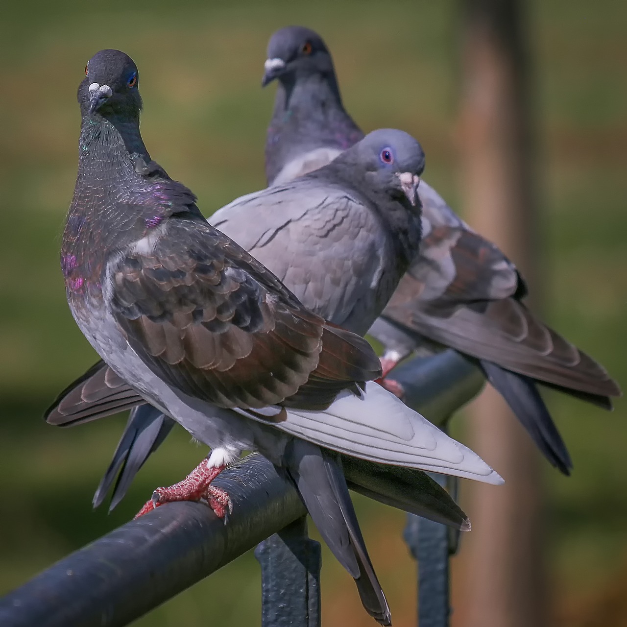 dove  bird  birds free photo