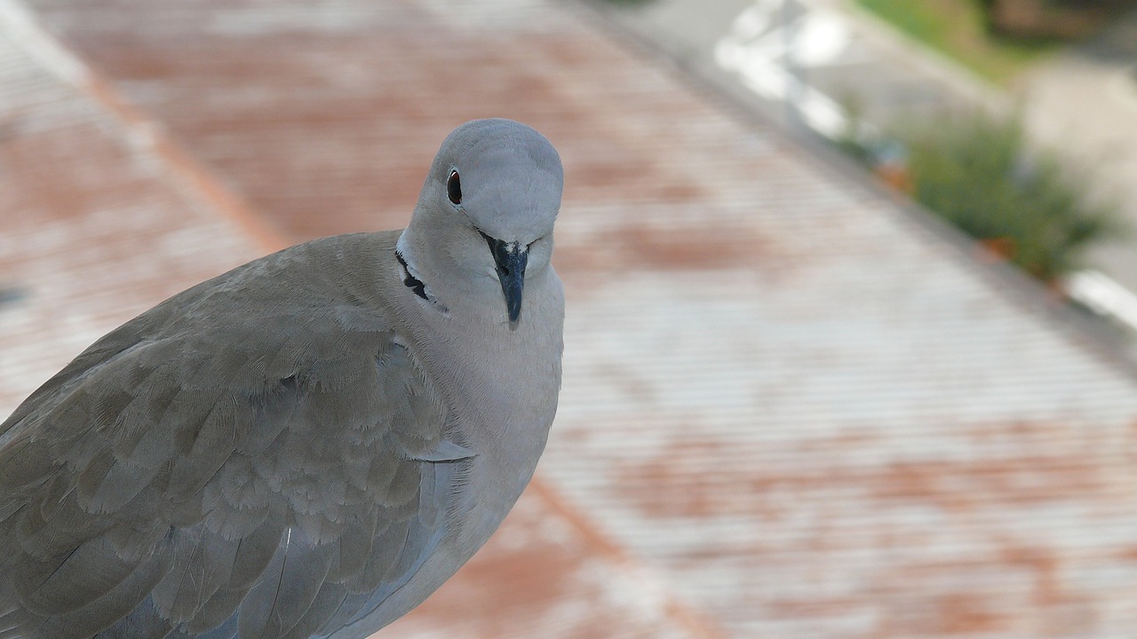 dove  bird  curiosa free photo