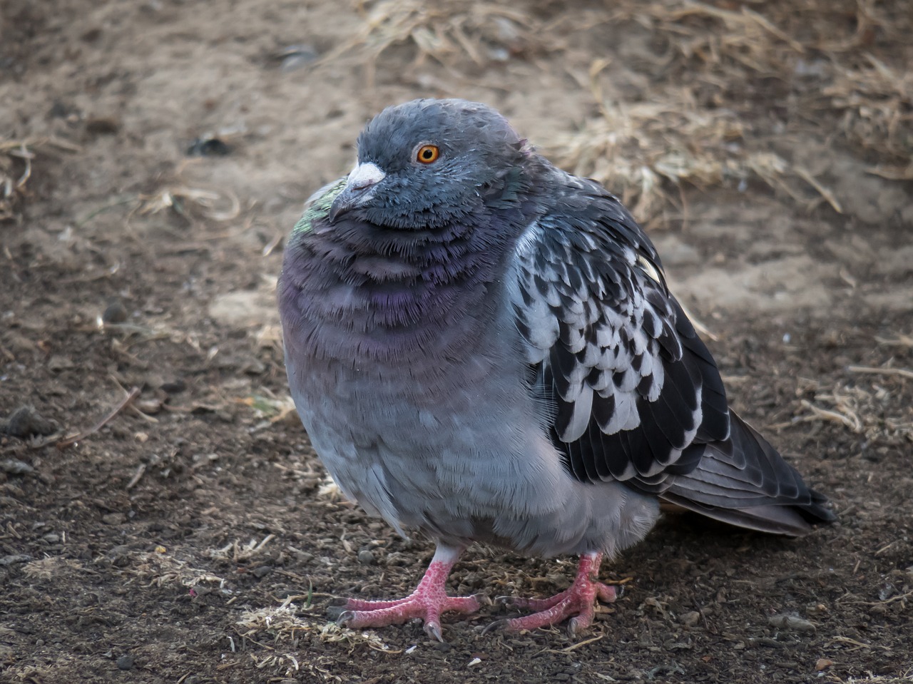 dove  city pigeon  street deaf free photo