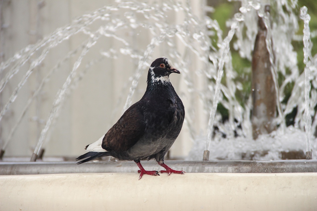 dove  bird  nature free photo