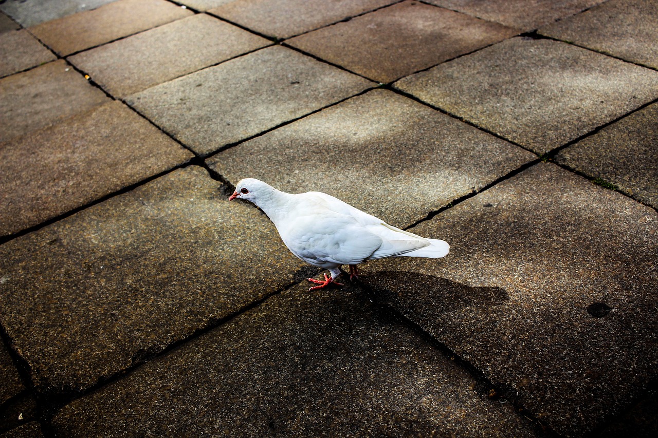 dove  historic center  ground free photo