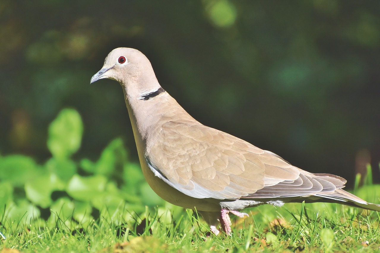 dove  ringdove  bird free photo