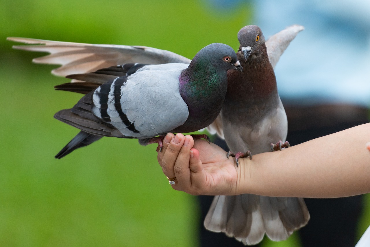 dove  bird  animal free photo