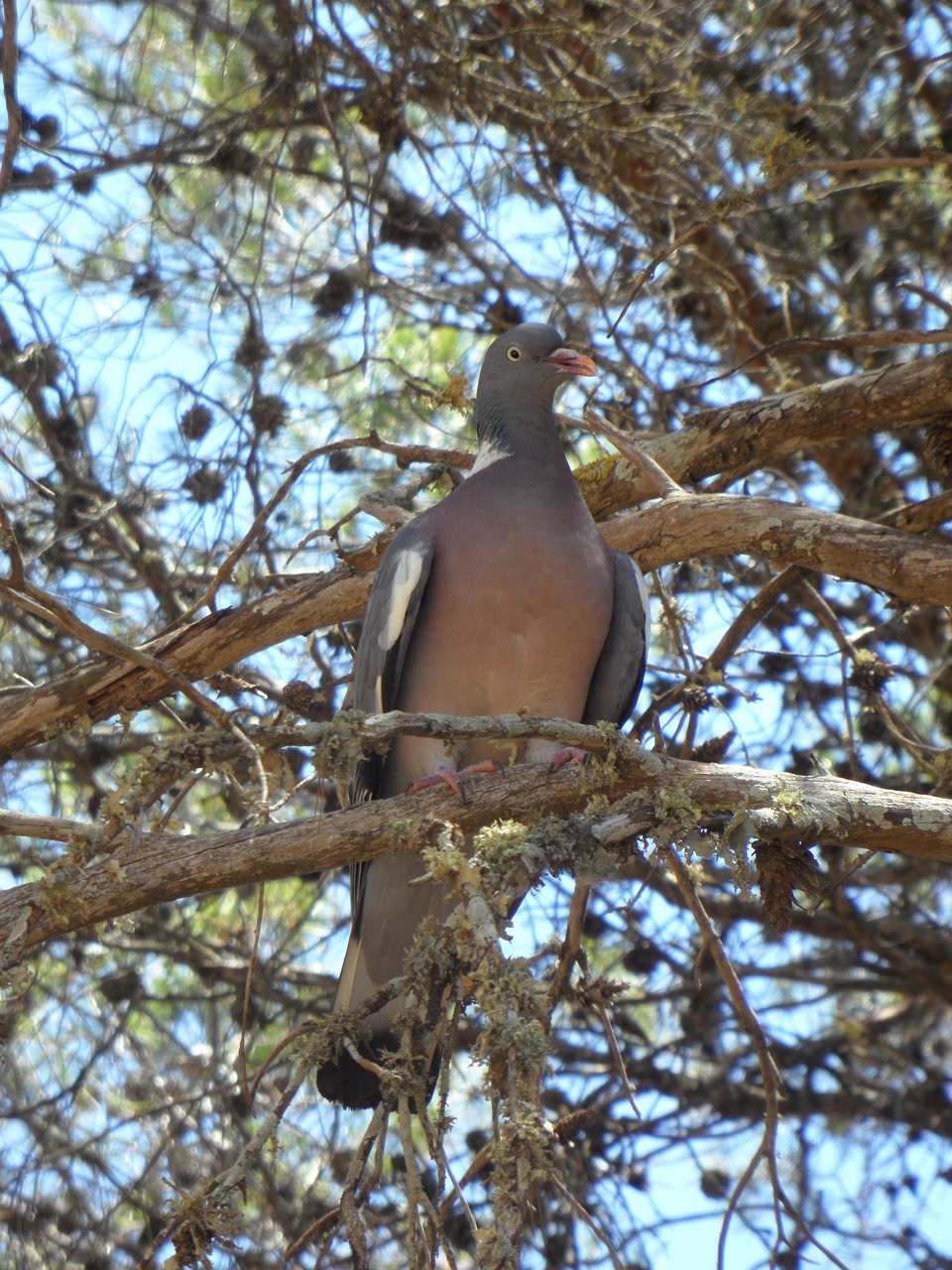 dove bird tree free photo