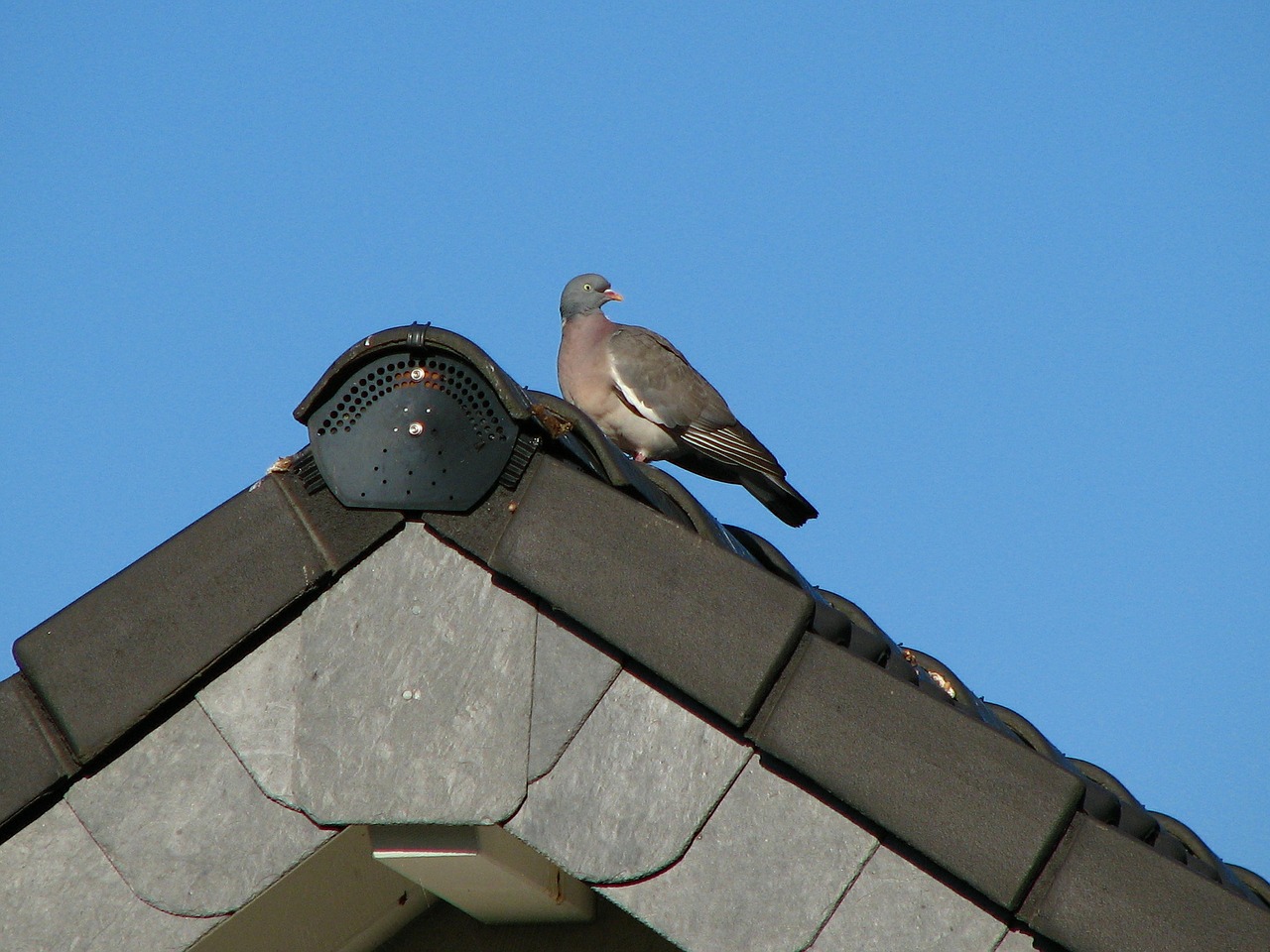 dove roof gable free photo
