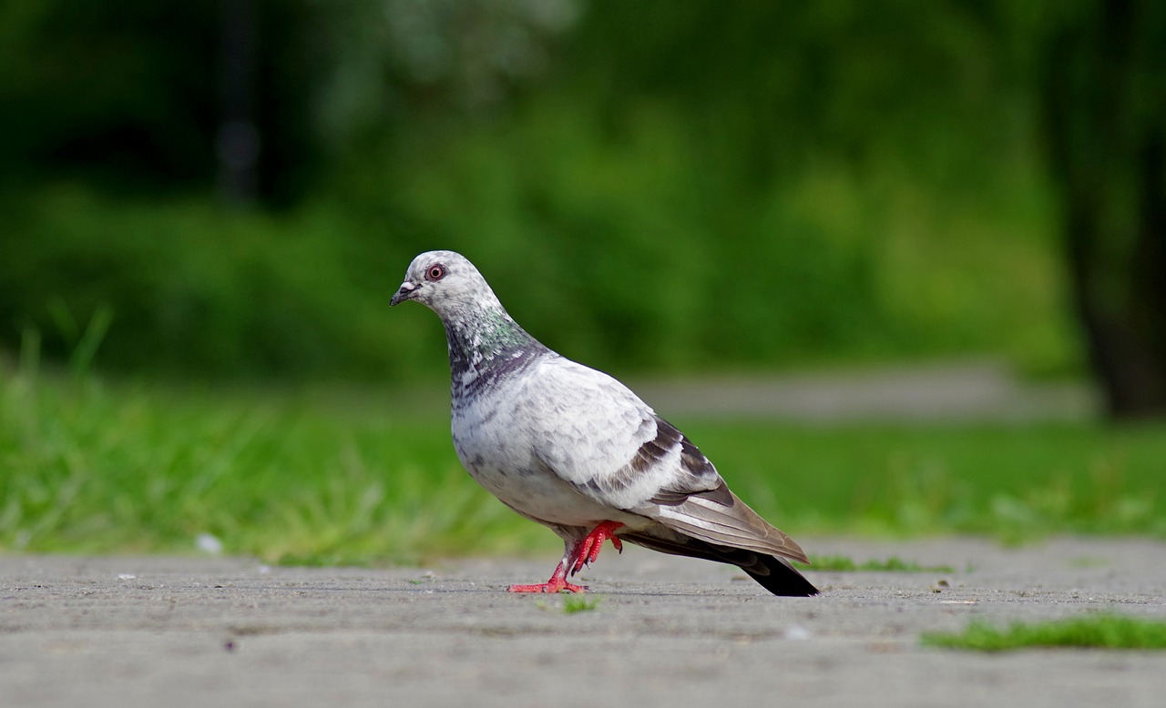 dove  bird  nature free photo