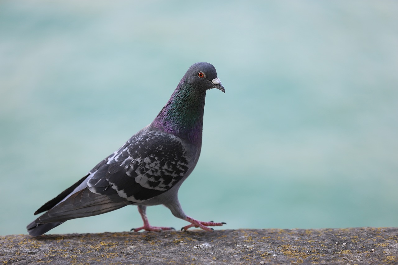 dove  bird  nature free photo