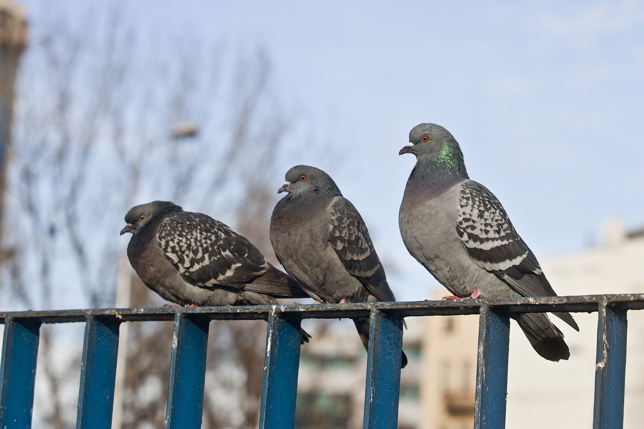 dove  bird  pen free photo