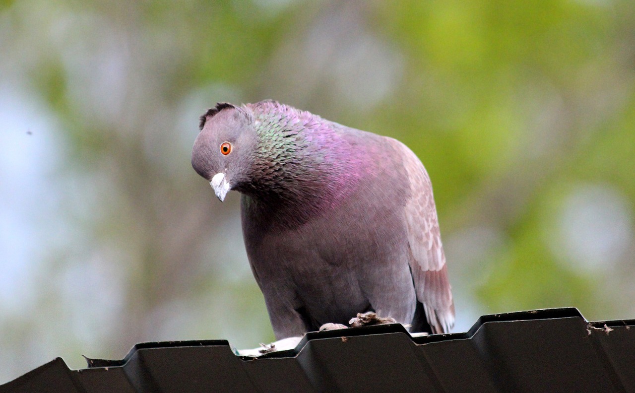 dove  domestic pigeon  bird free photo