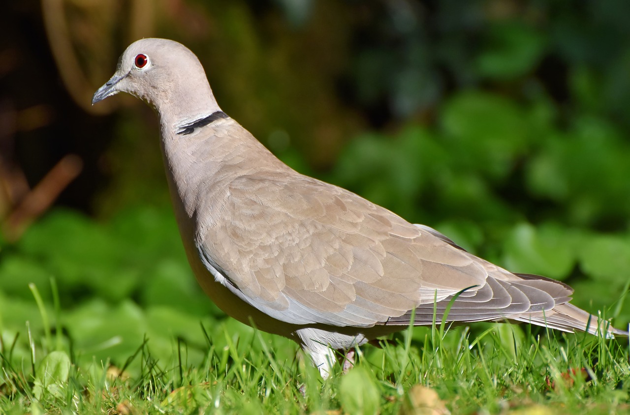 dove  ringdove  bird free photo