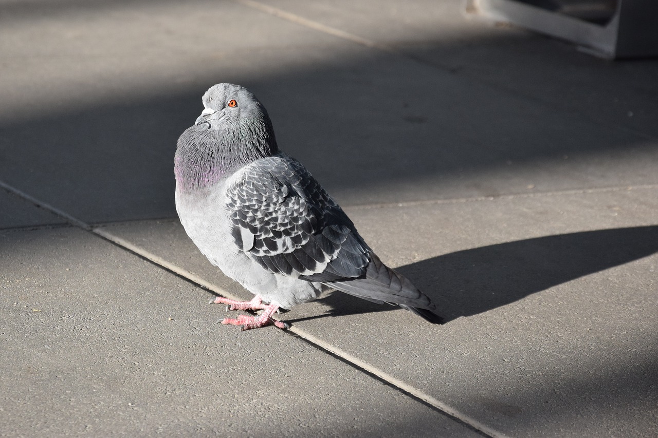 dove  bird  walkway free photo