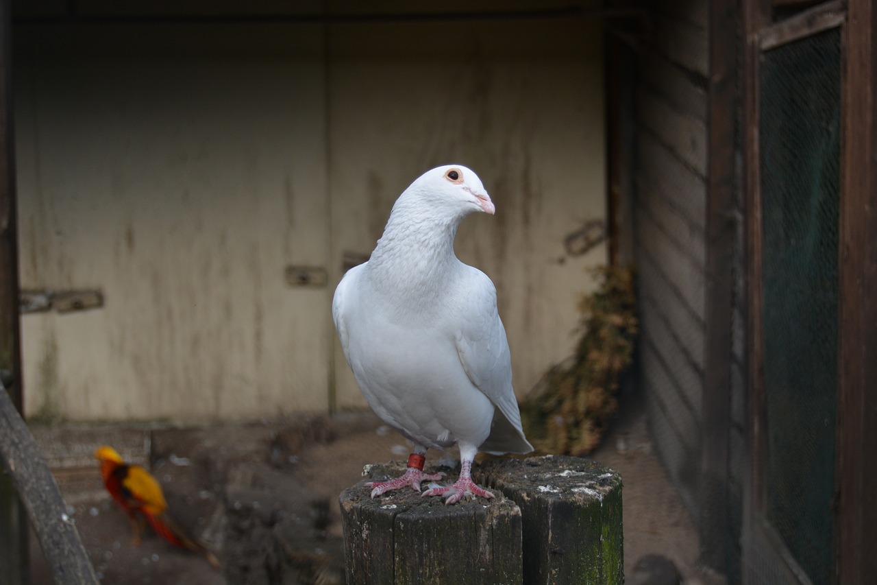 dove white animal free photo