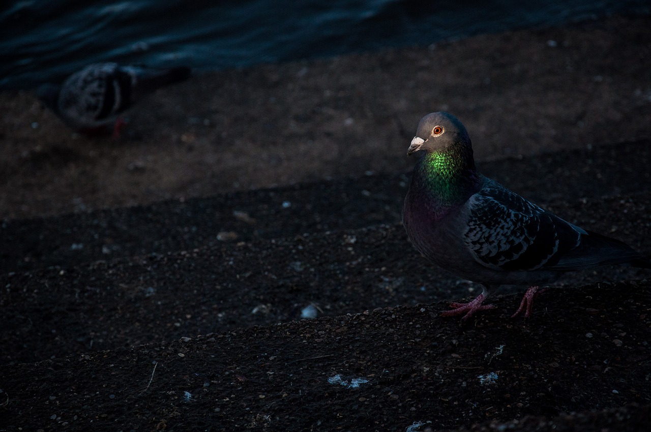 dove  bird  park free photo