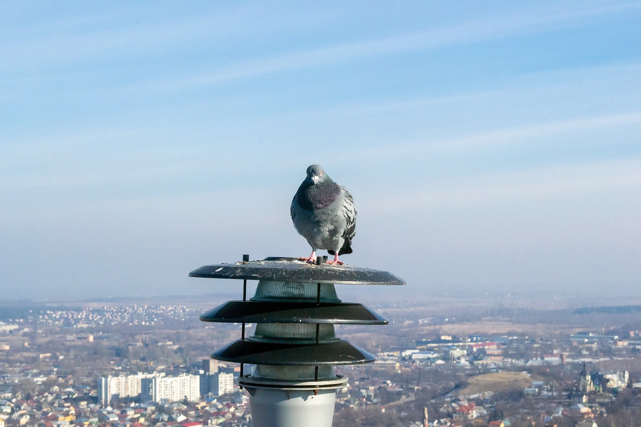 dove  bird  lantern free photo