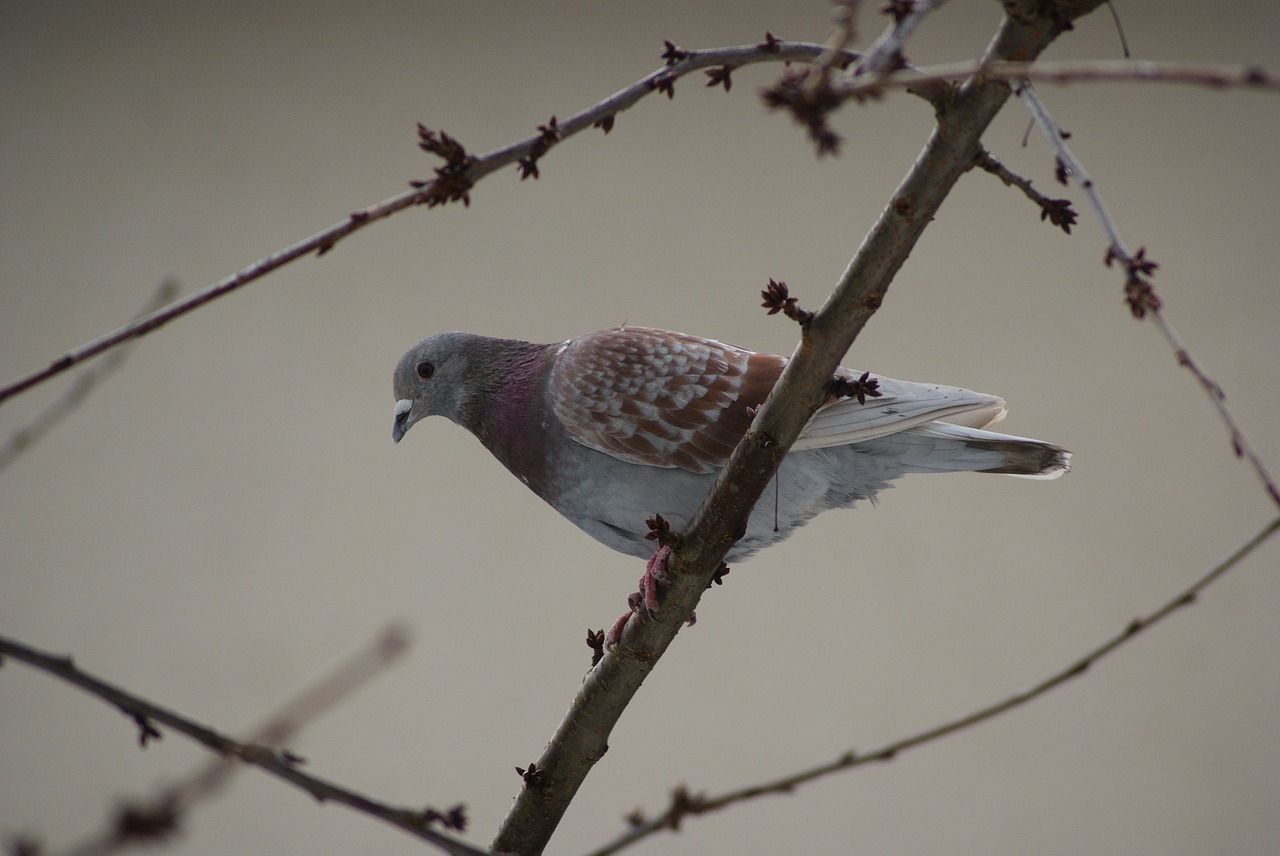dove  bird  plumage free photo