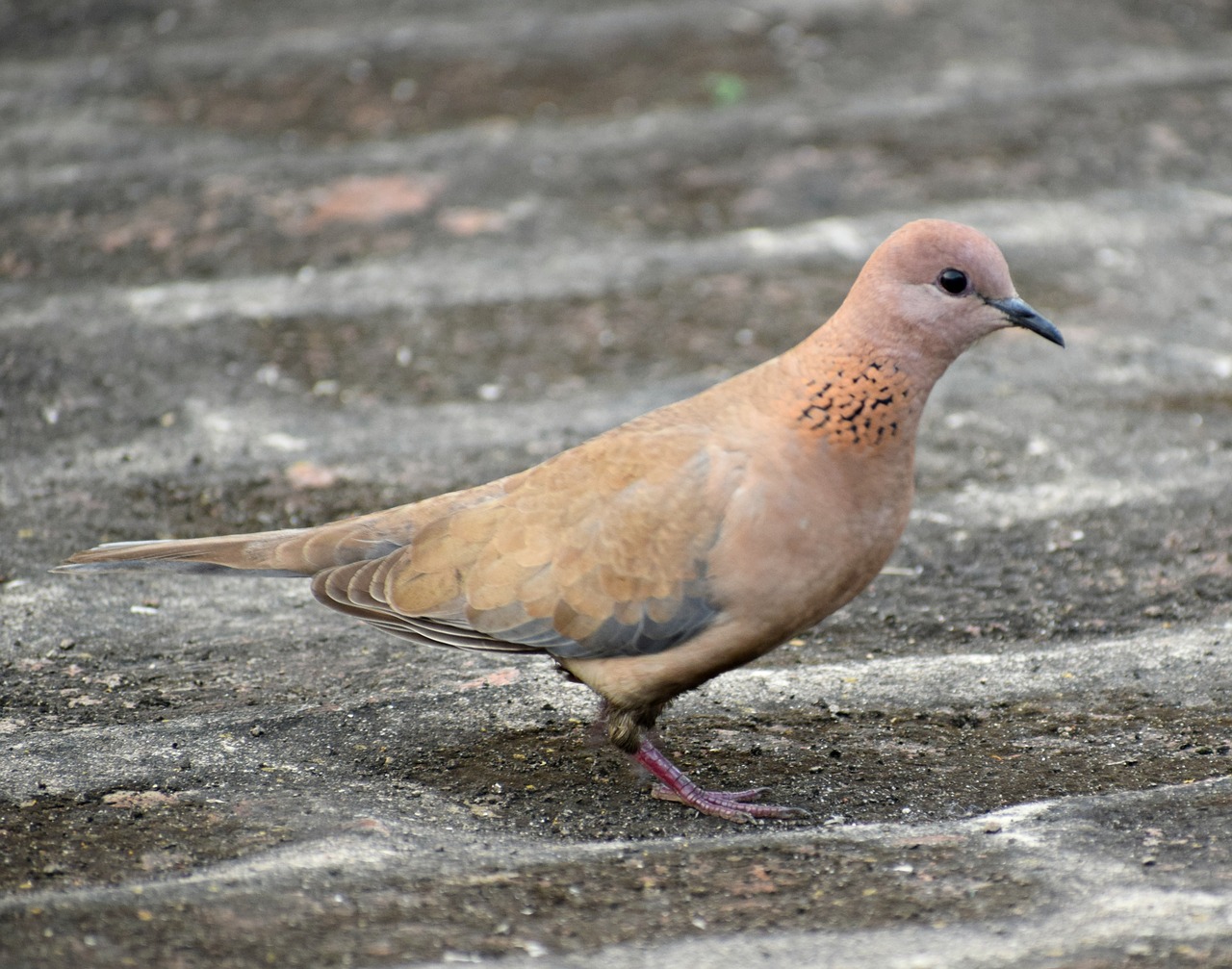 dove  bird  pigeon free photo