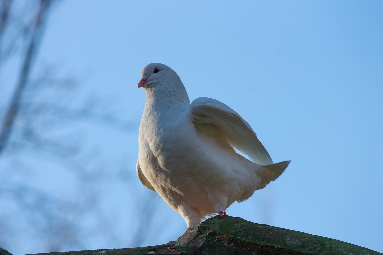 dove  white  bird free photo