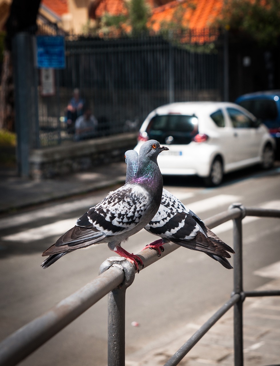 dove  bird  animal free photo