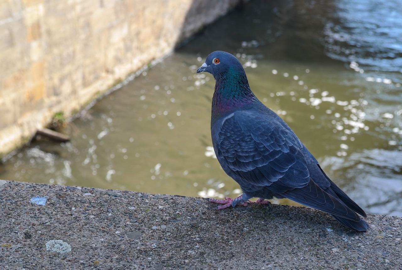 dove  animal  bird free photo