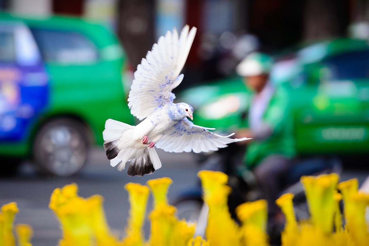 dove  fly  wing free photo