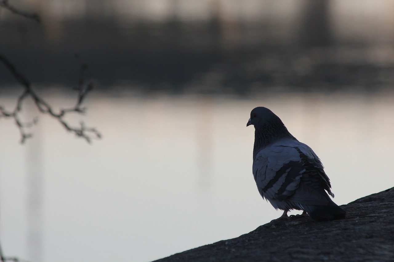 dove  morning  water free photo