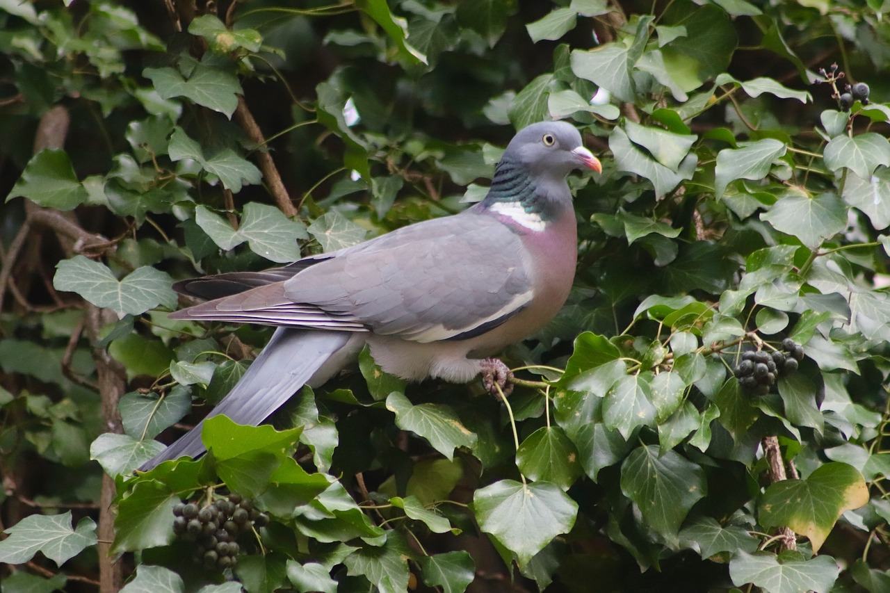 dove  wild pigeon  bird free photo
