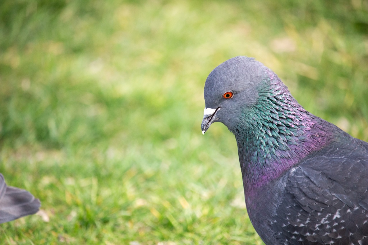 dove  pigeon  bird free photo