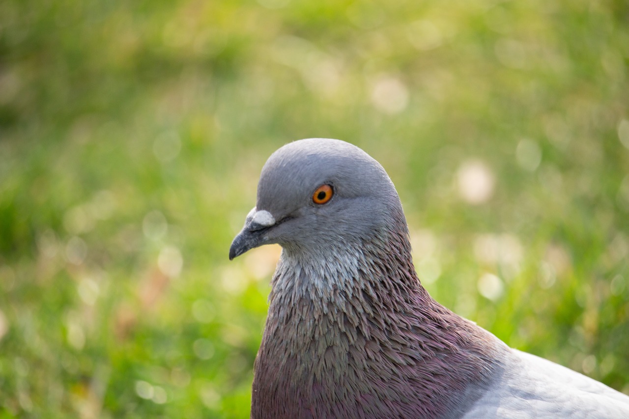 dove  pigeon  bird free photo