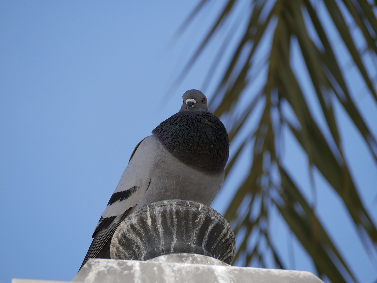 dove  mallorca  palm free photo