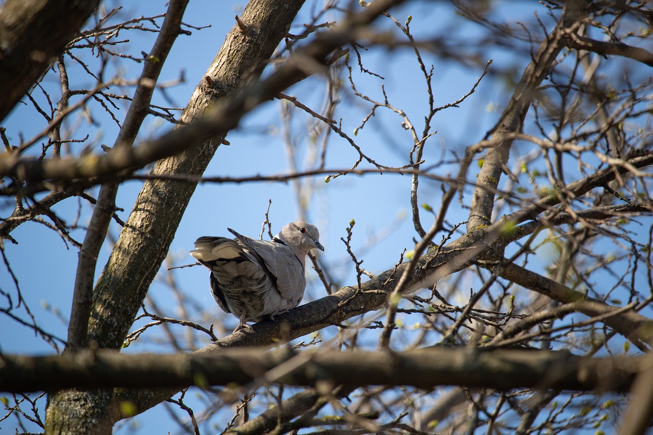 dove  pigeon  bird free photo