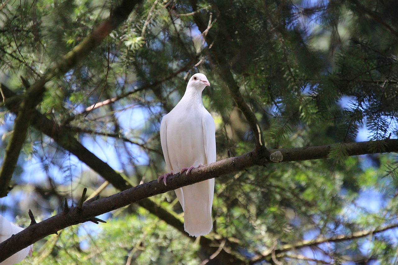 dove  white  nature free photo