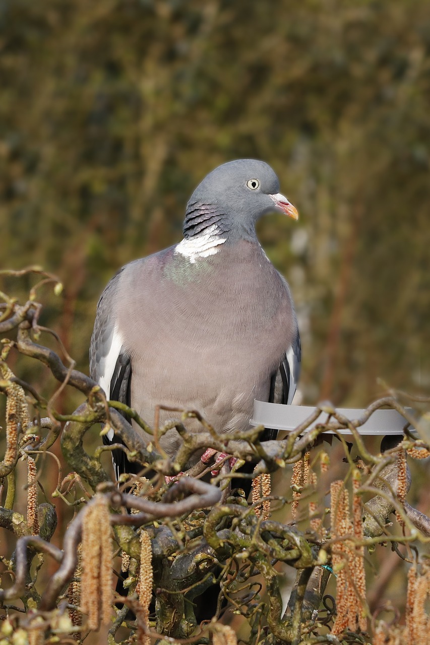 dove  wood pigeon  bird free photo