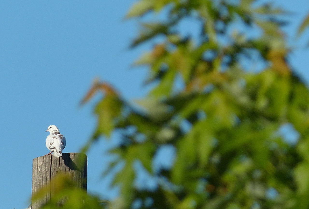 dove bird perched free photo