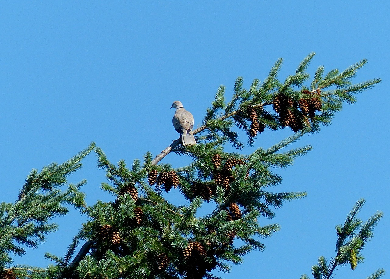 dove trees branches free photo