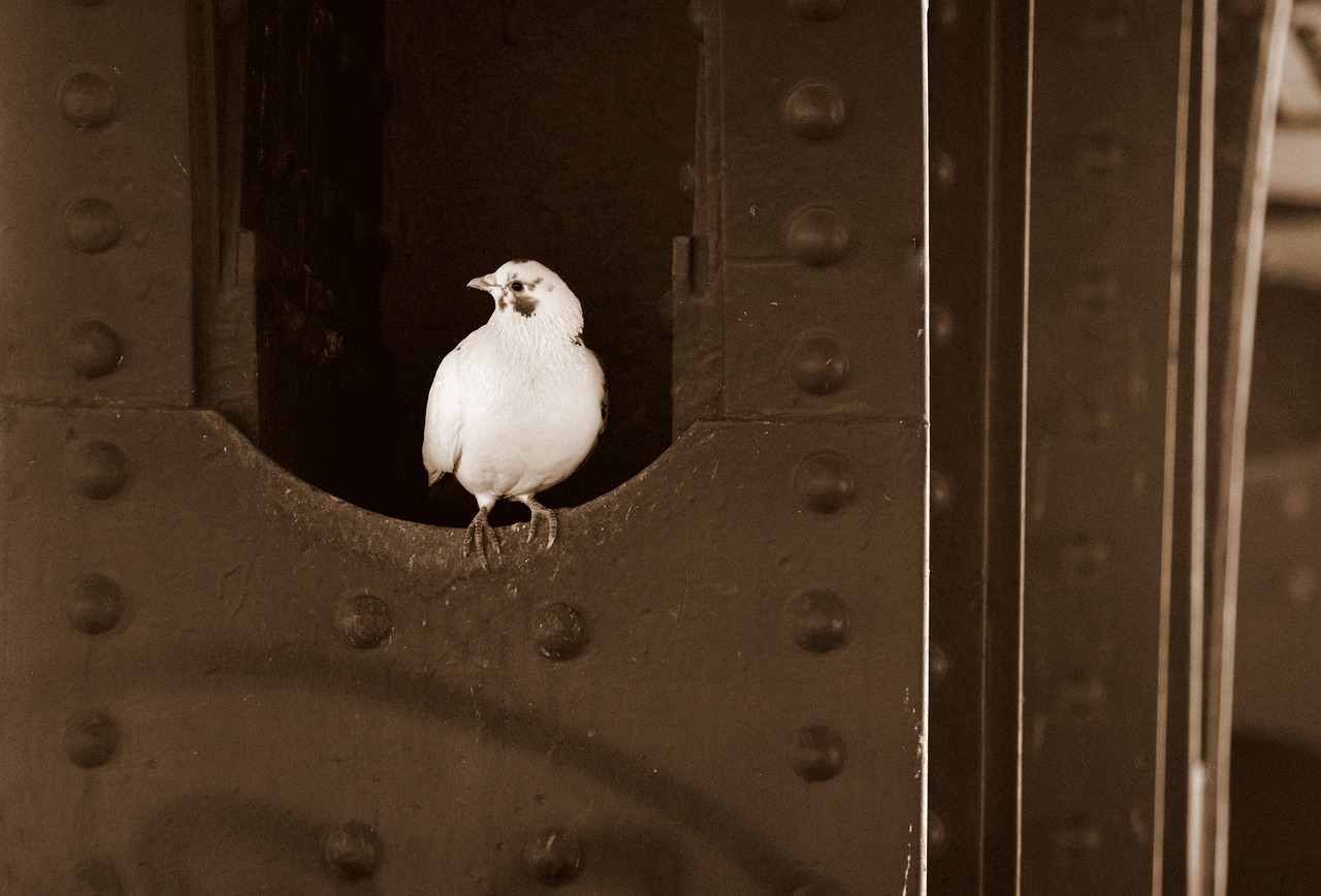 dove  contrast  bird free photo