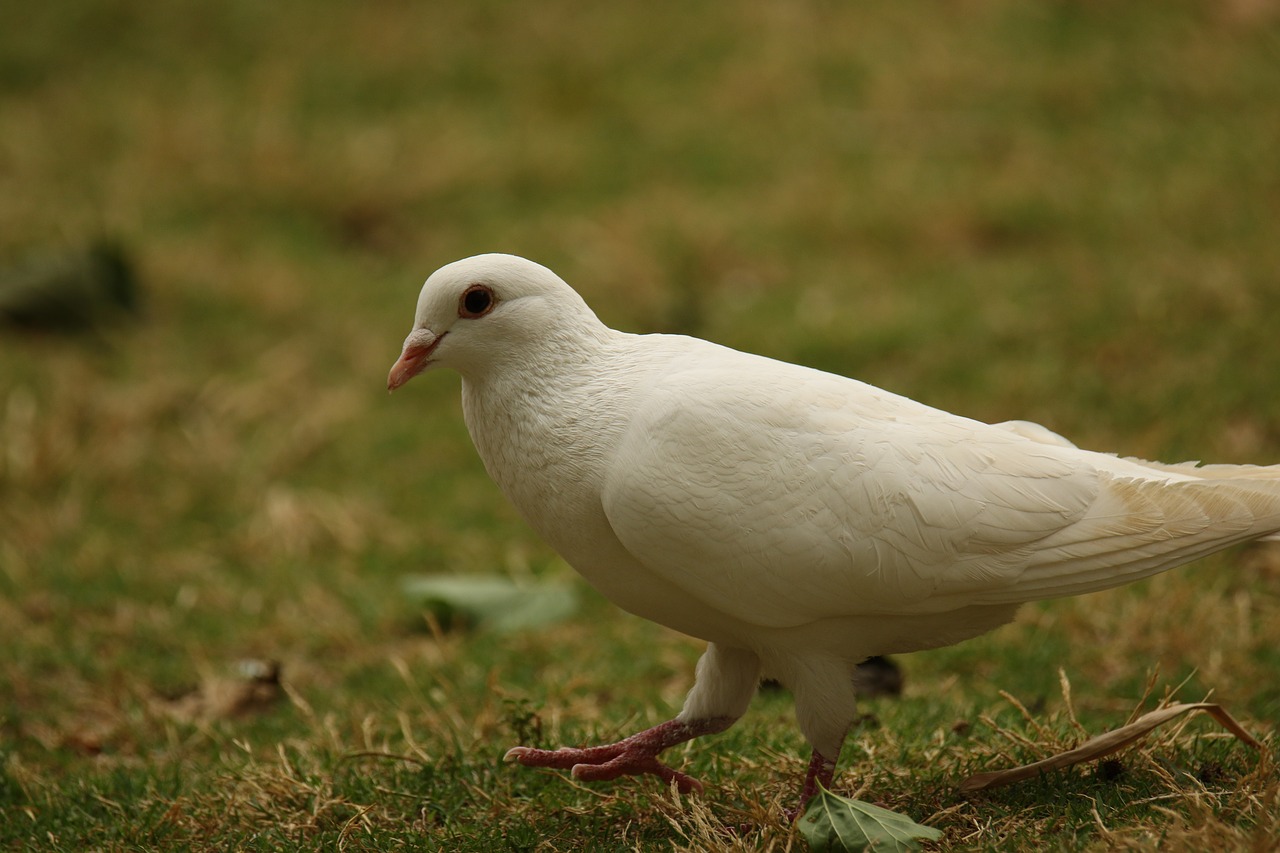 dove  white dove  walking free photo
