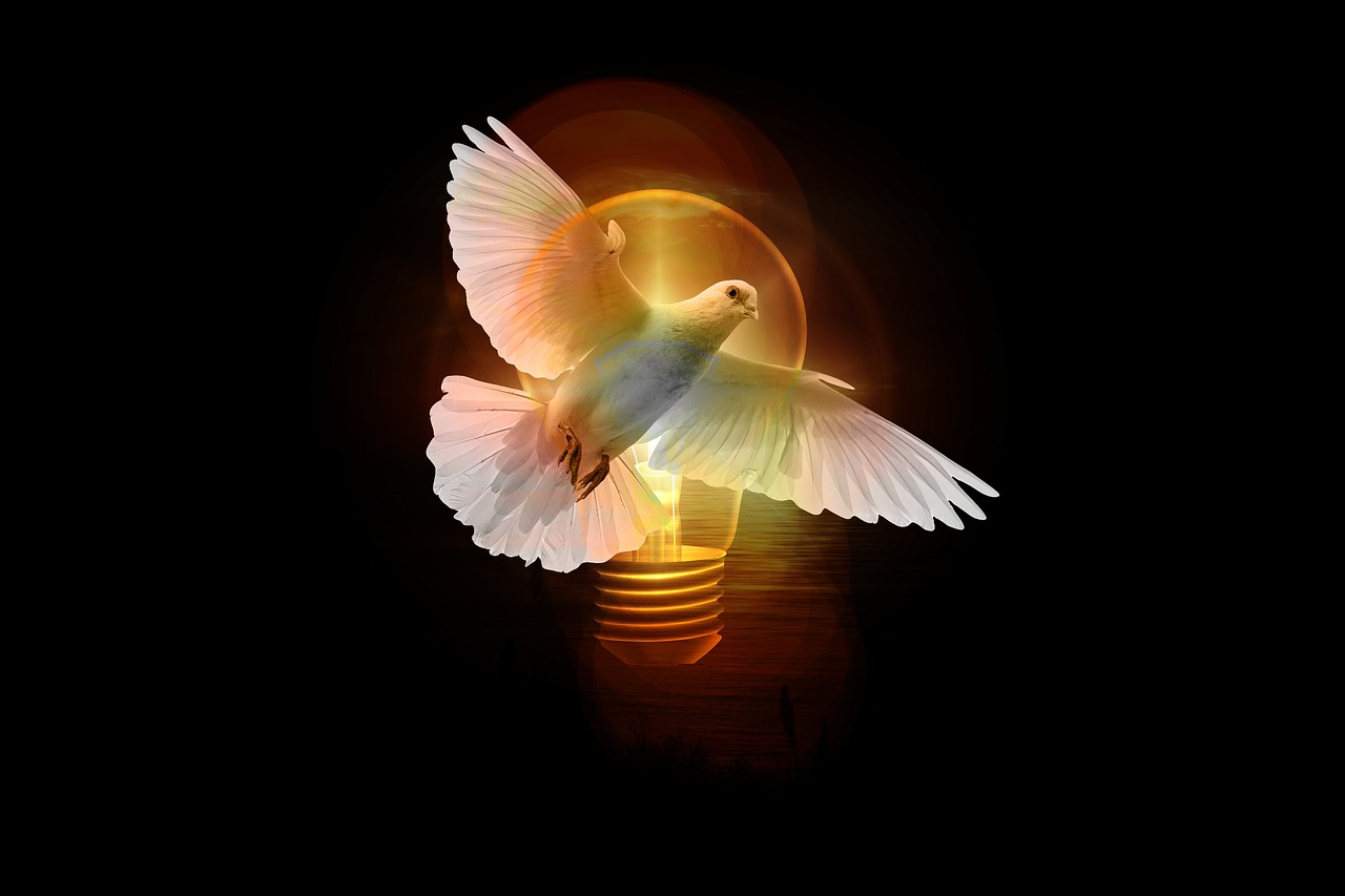 dove  light bulb  light free photo