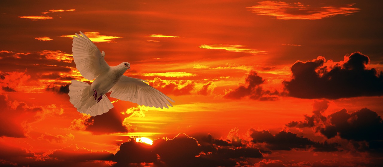 dove  bird  flying free photo