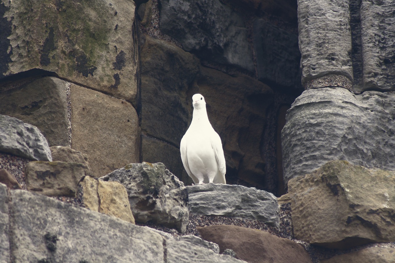 dove  bird  white free photo