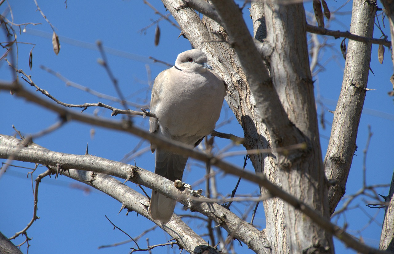 dove  bird  branch free photo