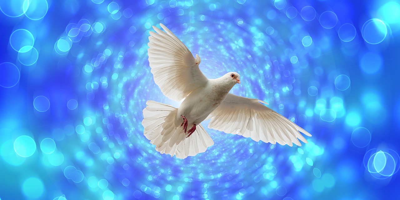 dove  flight  flying free photo