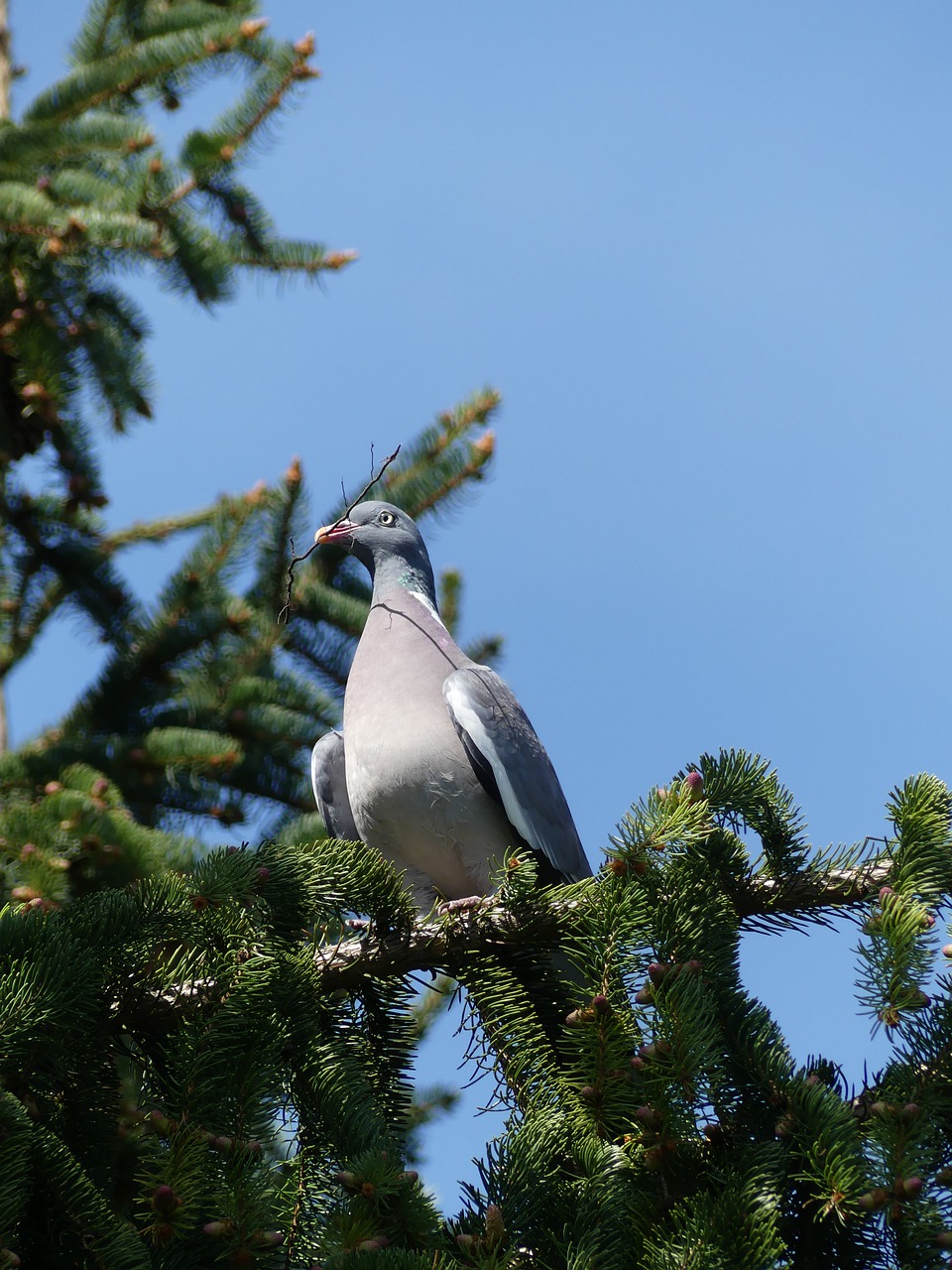 dove  fir tree  nest building free photo