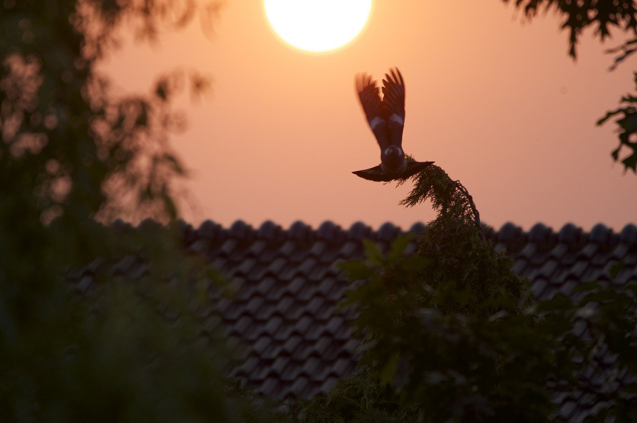 dove sunset abendstimmung free photo